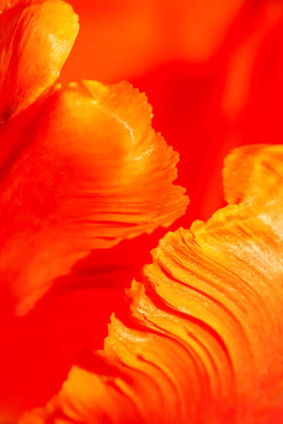 istock Beautiful tulip petals close-up 1098044690