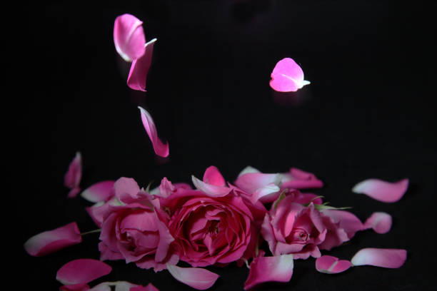 istock petal of rose in falling 1098045036