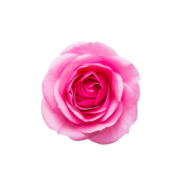 istock Beautiful Rose Flower Bud Isolated on White Background 1098047198