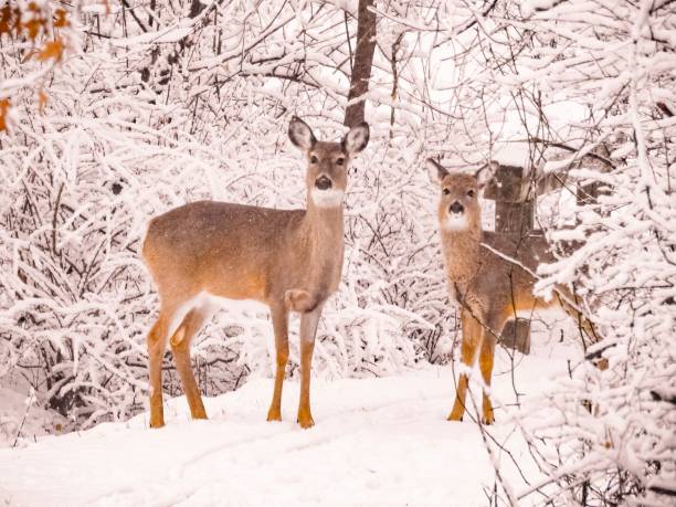 istock Closeup of a Pair of Deer 1098052784