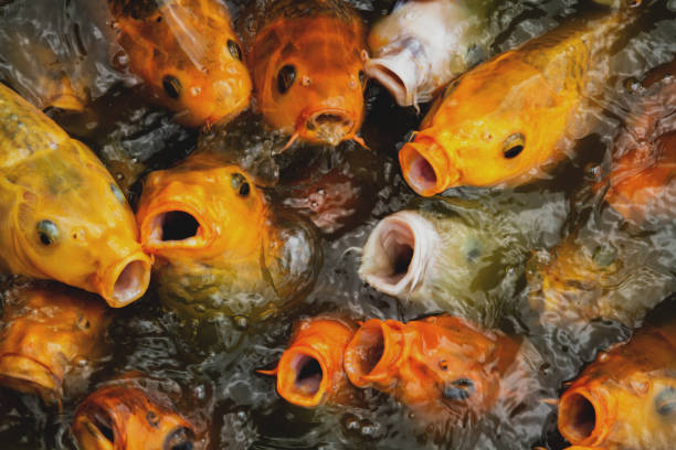 The carps are competing to get the fish pellet food thrown to them stock photo