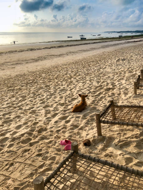 istock Quiet and Peaceful Zanzibar Beach at Sunset 1098057836