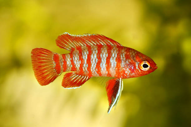 scarlet badis badis pesce d'acquario percoide dario dario - pianta nana foto e immagini stock