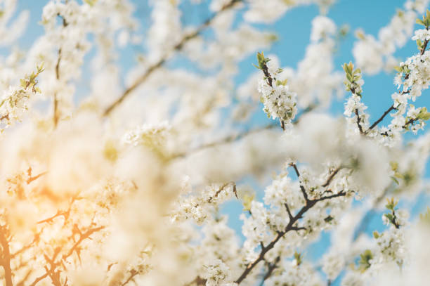 istock Nature background with white flowers blossoming in spring against bright blue sky 1098058242