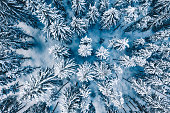 Snow covered pine forest trees during winter