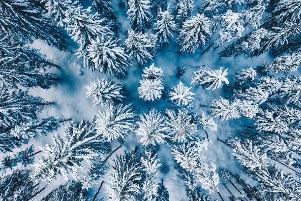 Aerial. Trees and snow in a winter forest. Nature background top view from drone.
