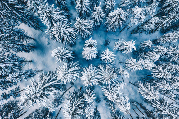 snow covered pine forest trees during winter - snow mountain austria winter imagens e fotografias de stock