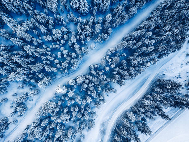 schneebedeckte pinien wald im winter - silvretta stock-fotos und bilder