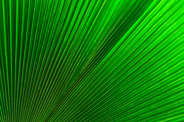 istock Palm leaves dark green background 1098061154