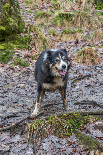 istock Muddy border collie walking on countryside path 1098065164
