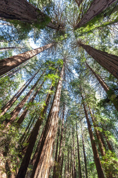 istock Redwood trees looking up in Muir Woods National Monument 1098068028
