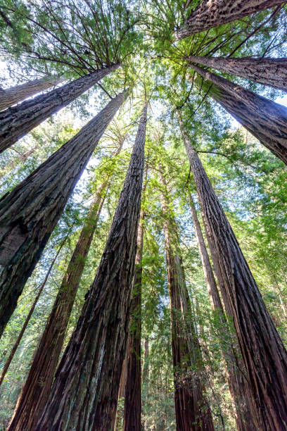 istock Redwood trees looking up in Muir Woods National Monument 1098068036