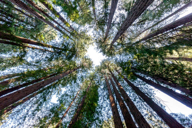 istock Redwood trees looking up in Muir Woods National Monument 1098068038