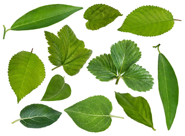 istock Collection of leaves isolated on white 1098070234
