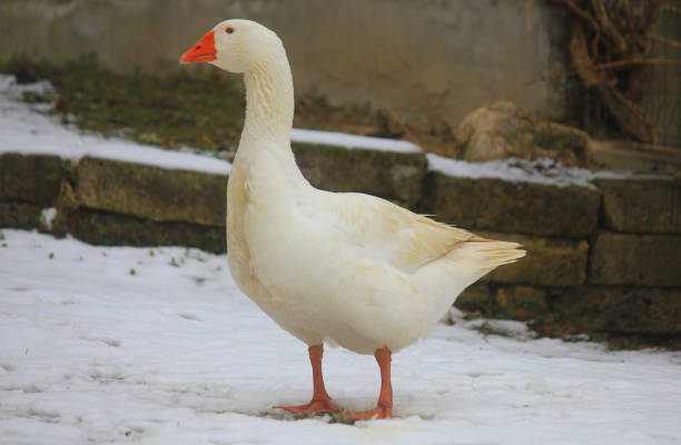 istock white goose in the snow 1098070258
