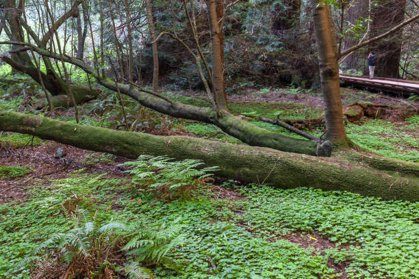 istock Redwood trees with clovers (Trifolium hybridum ) on the ground 1098070360