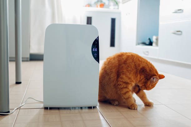 istock Dehumidifier with touch panel, humidity indicator, uv lamp, air ionizer, water container works at home. Air dryer 1098074866