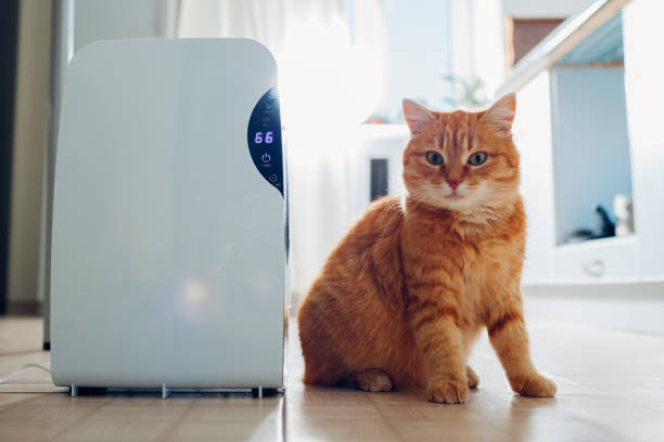 istock Dehumidifier with touch panel, humidity indicator, uv lamp, air ionizer, water container works at home. Air dryer 1098074890