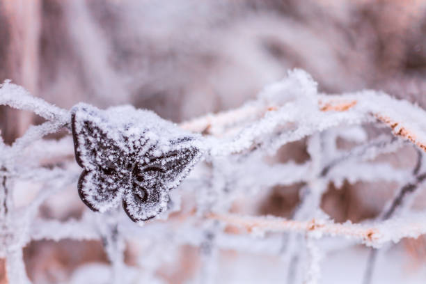 istock Butterfly Pattern on a Frost Covered Fence 1098078594
