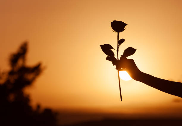 Giving a rose Hand holding a rose against sunset. blind date stock pictures, royalty-free photos & images