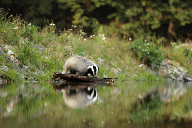 istock European badger drink water from pond - Meles meles 1098084800