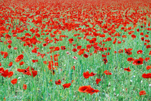 istock Poppy fields in an English summer 1098085238