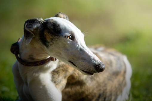 Beautiful greyhound tabby and white standing in the grass