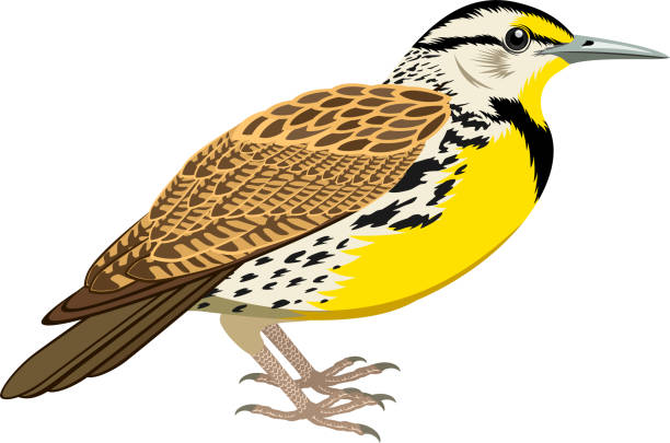 vector Western Meadowlark vector Western Meadowlark lark stock illustrations