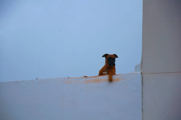 istock Big brown dog on the white balcony 1098089662