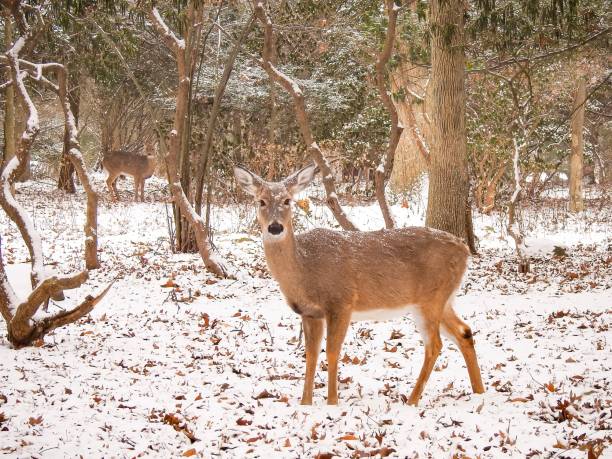 istock Deer in a Snowy Woodland 1098092094