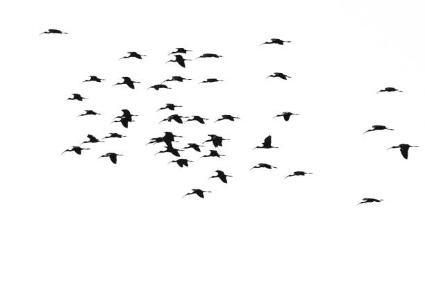 istock Flock of Silhouetted White-Faced Ibis Flying on a White Background 1098094274