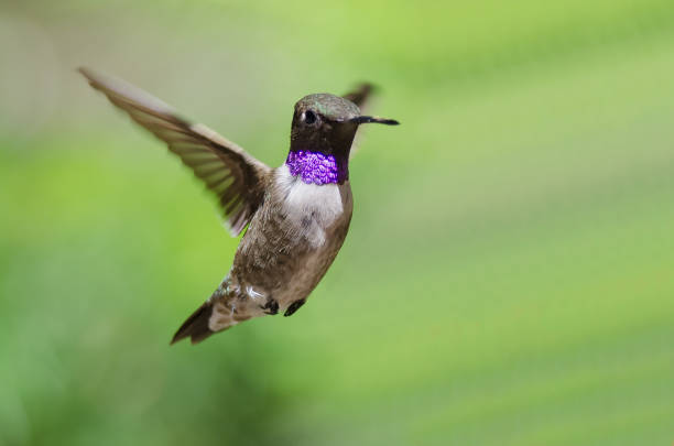 istock Black-Chinned Hummingbird with Throat Aglow While Hovering in Flight 1098094320