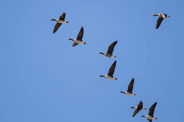 istock Flock of Greater White-Fronted Geese Flying in a Blue Sky 1098094384