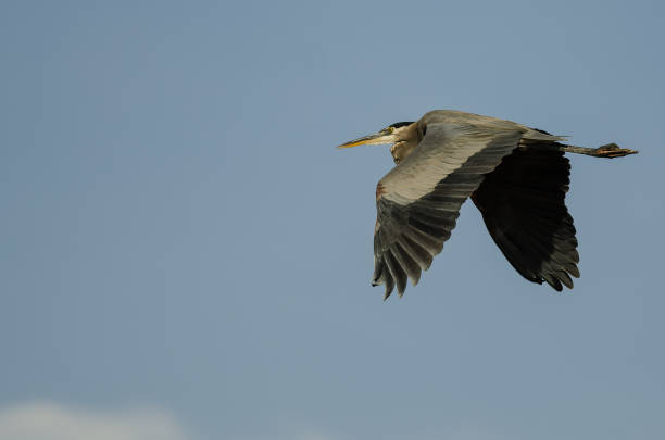 istock Great Blue Heron Flying in a Blue Sky 1098095462