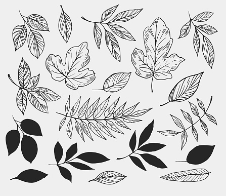 Leaves set. Hand drawn decorative elements. Vector illustration