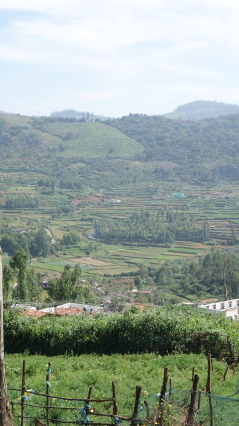 istock Tea Plantations in Ooty, India 1098101312