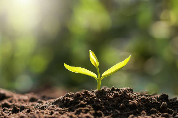 istock plant growing in morning light. eco concept 1098104968