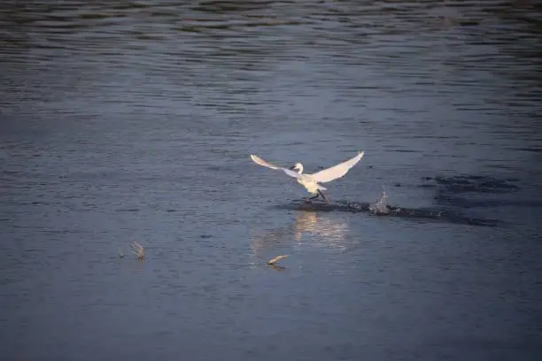 Little Egret running on water