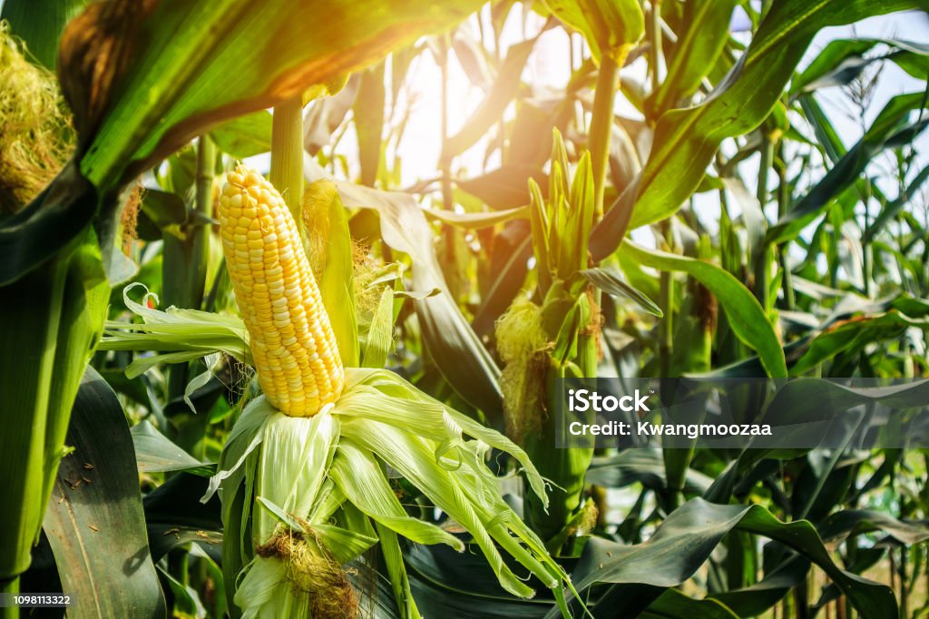 Maiskolben mit grünen Blätter Wachstum im Bereich der Landwirtschaft im freien - Lizenzfrei Mais - Zea Stock-Foto