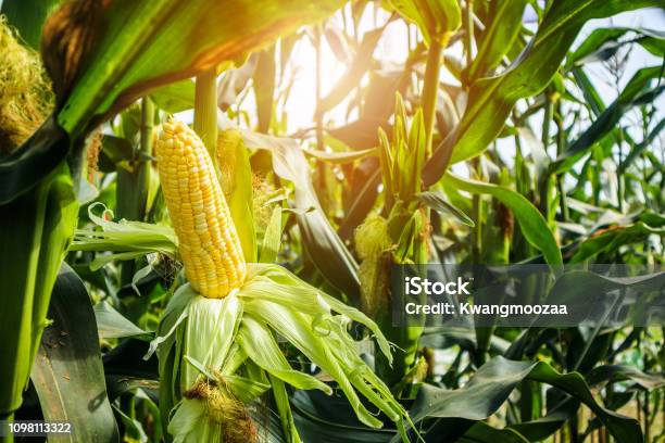 Maiskolben Mit Grünen Blätter Wachstum Im Bereich Der Landwirtschaft Im Freien Stockfoto und mehr Bilder von Mais - Zea