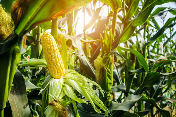 mazorca de maíz verde hojas de crecimiento en el campo de la agricultura al aire libre - corn fotografías e imágenes de stock