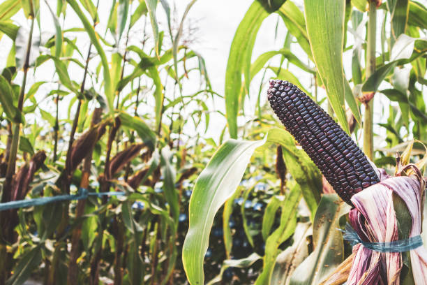 corn cob with green leaves growth in agriculture field outdoor - agriculture close up corn corn on the cob imagens e fotografias de stock