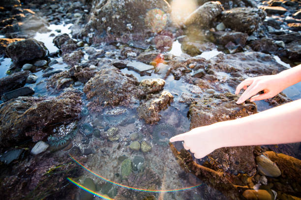 istock Little hands pointing out sea creatures 1098113374