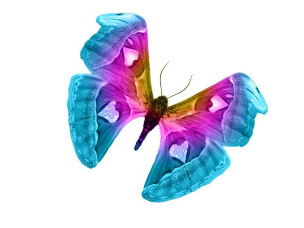 istock butterfly isolated on white background. isolated on white background 1098113576