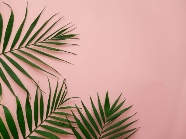 istock Palm leaves on a pink background 1098118688