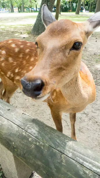 Photo of Closeup doe young deer in Nara park area, Nara prefecture, Japan
