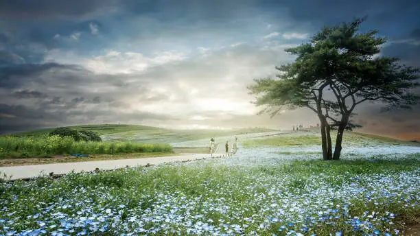 The Tree and Nemophila at Hitachi Seaside Park in spring with blue sky at Ibaraki, Japan