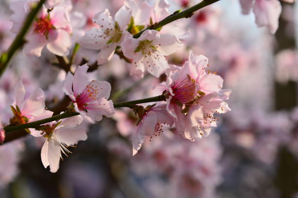 In full bloom in the peach blossom In full bloom in the peach blossom Nectarine stock pictures, royalty-free photos & images