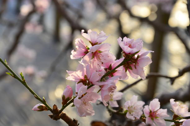 In full bloom in the peach blossom In full bloom in the peach blossom Nectarine stock pictures, royalty-free photos & images