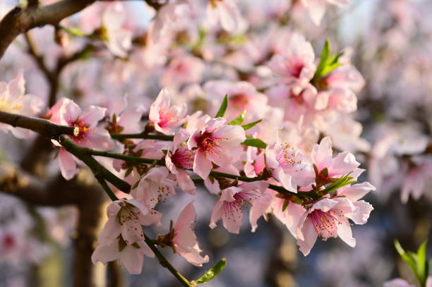 In full bloom in the peach blossom In full bloom in the peach blossom Nectarine stock pictures, royalty-free photos & images